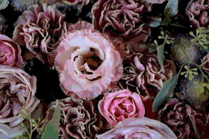 Illustration_of_carnation_and_lisianthus_divided_by_lines